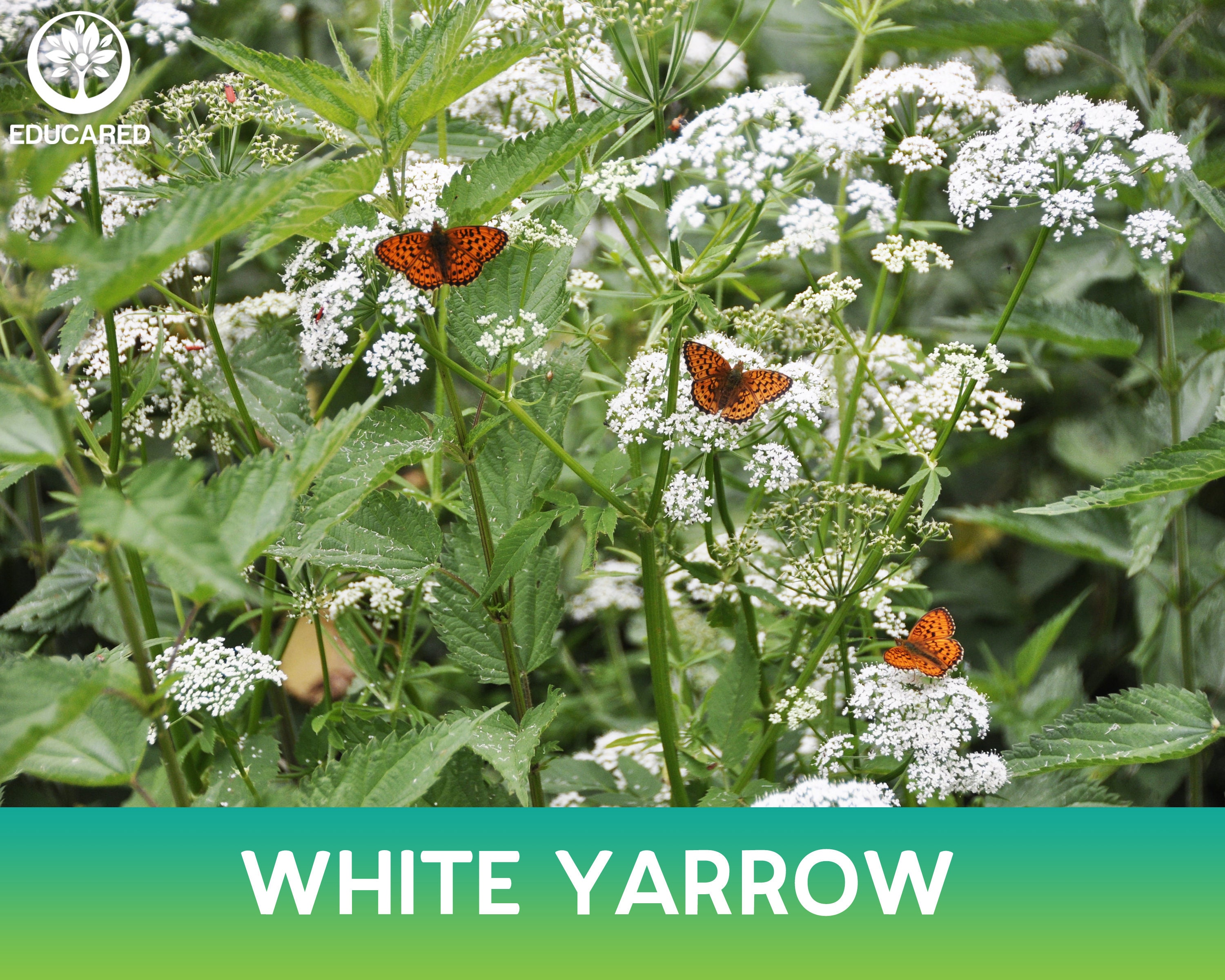 White Yarrow Organic Seed Common Yarrow Achillea Etsy