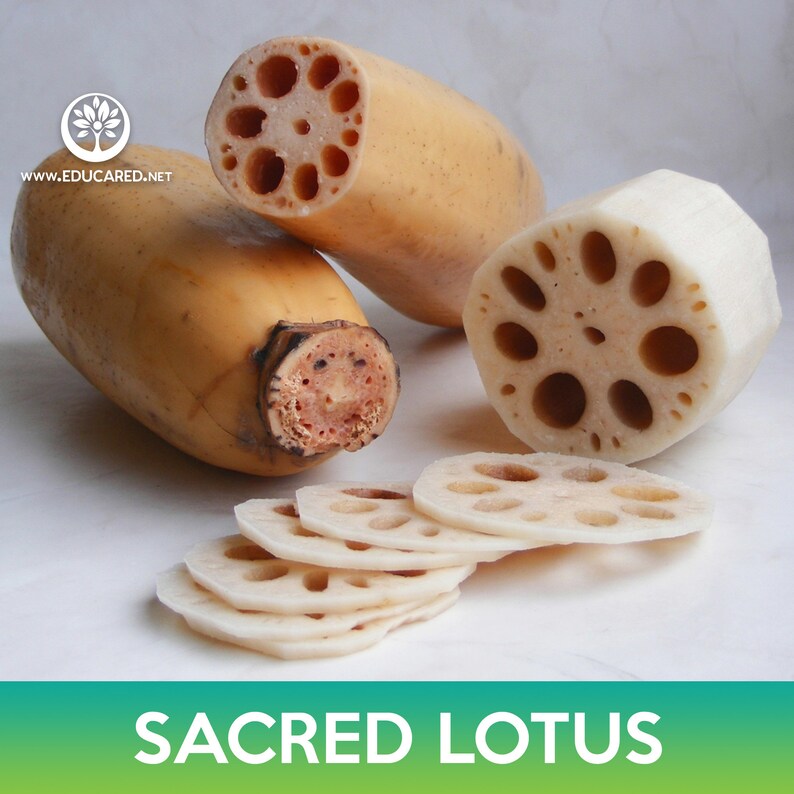 Educared Sacred Lotus Seeds