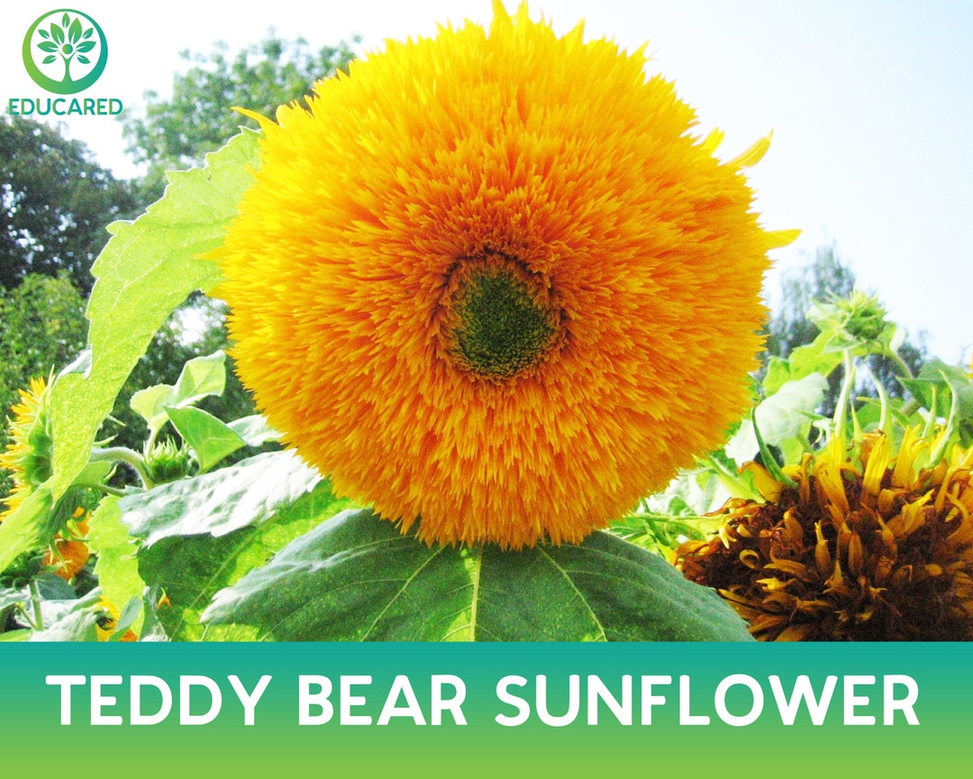 Teddy Bear Sunflower Seed Etsy