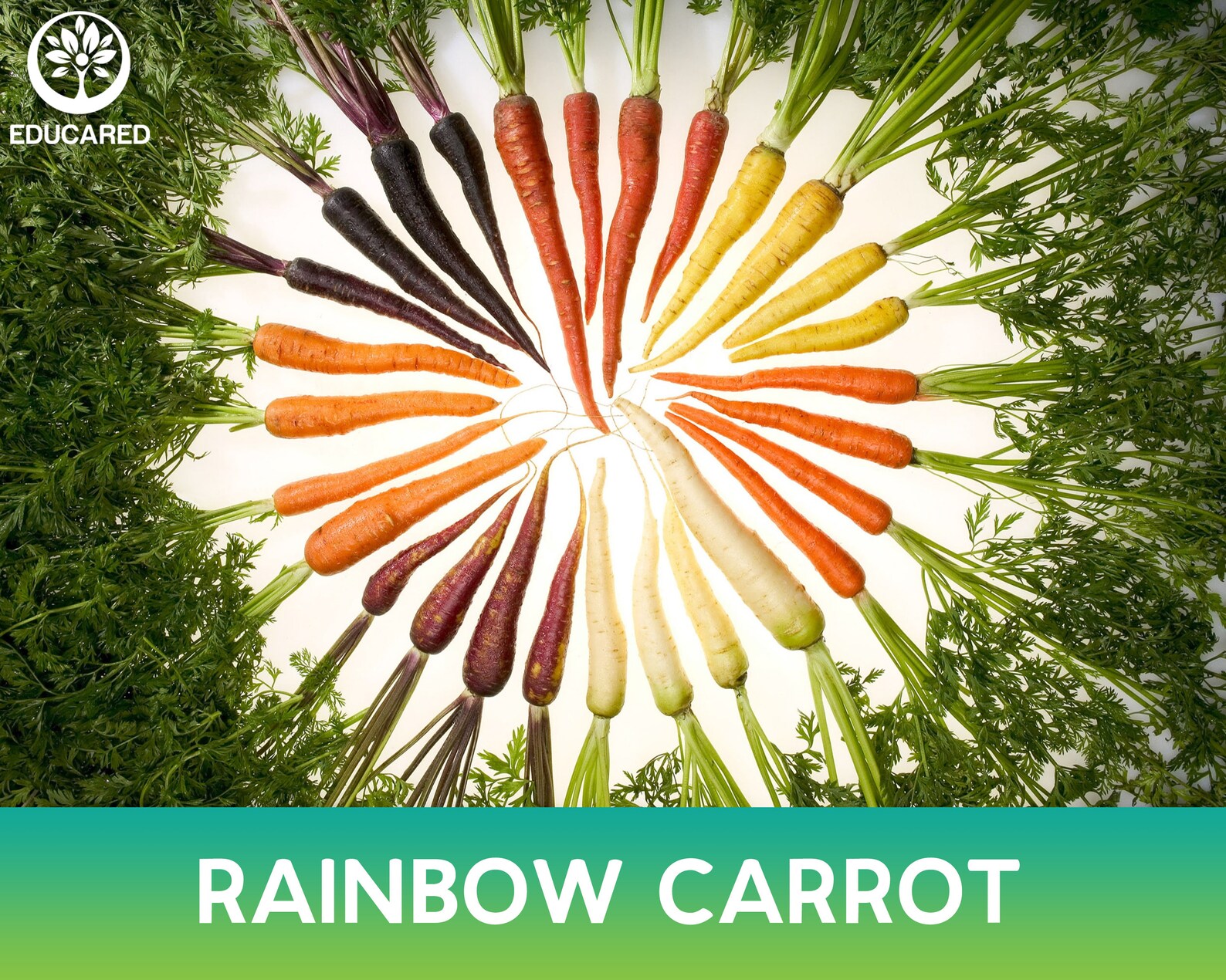 Rainbow Carrot Mix Organic Seed Vegetable Seeds Annual GMO Etsy