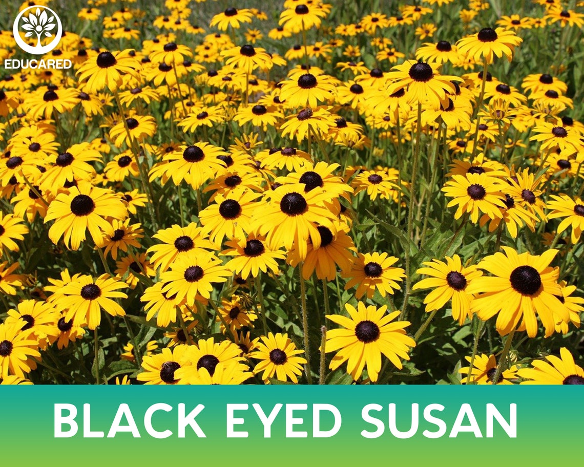 Black Eyed Susan Organic Seed Flower Seeds Annual Flower Etsy