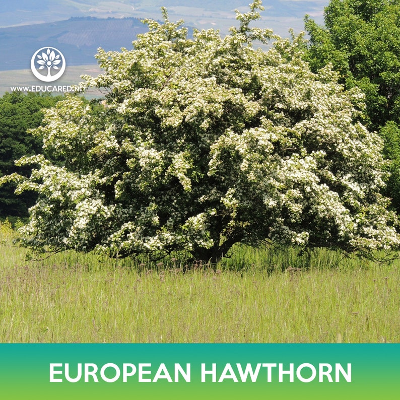 May include: A European Hawthorn tree in full bloom with white flowers. The tree is in a field of green grass.