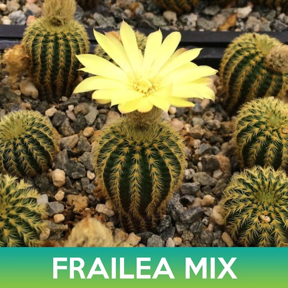 Frailea Cactus Mix Seeds - Etsy sterreich