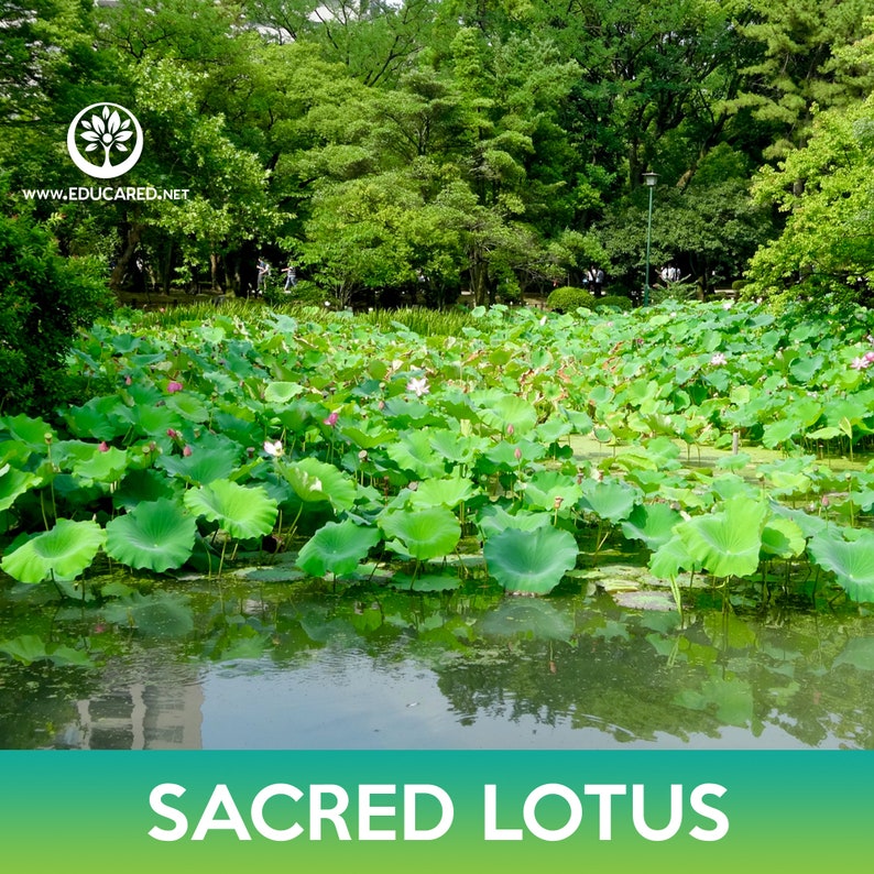 Educared Sacred Lotus Seeds - Thumbnail 5