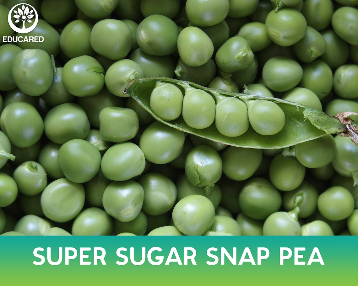 Super Sugar Snap Pea Organic Seed Vegetable Seeds Vine Etsy
