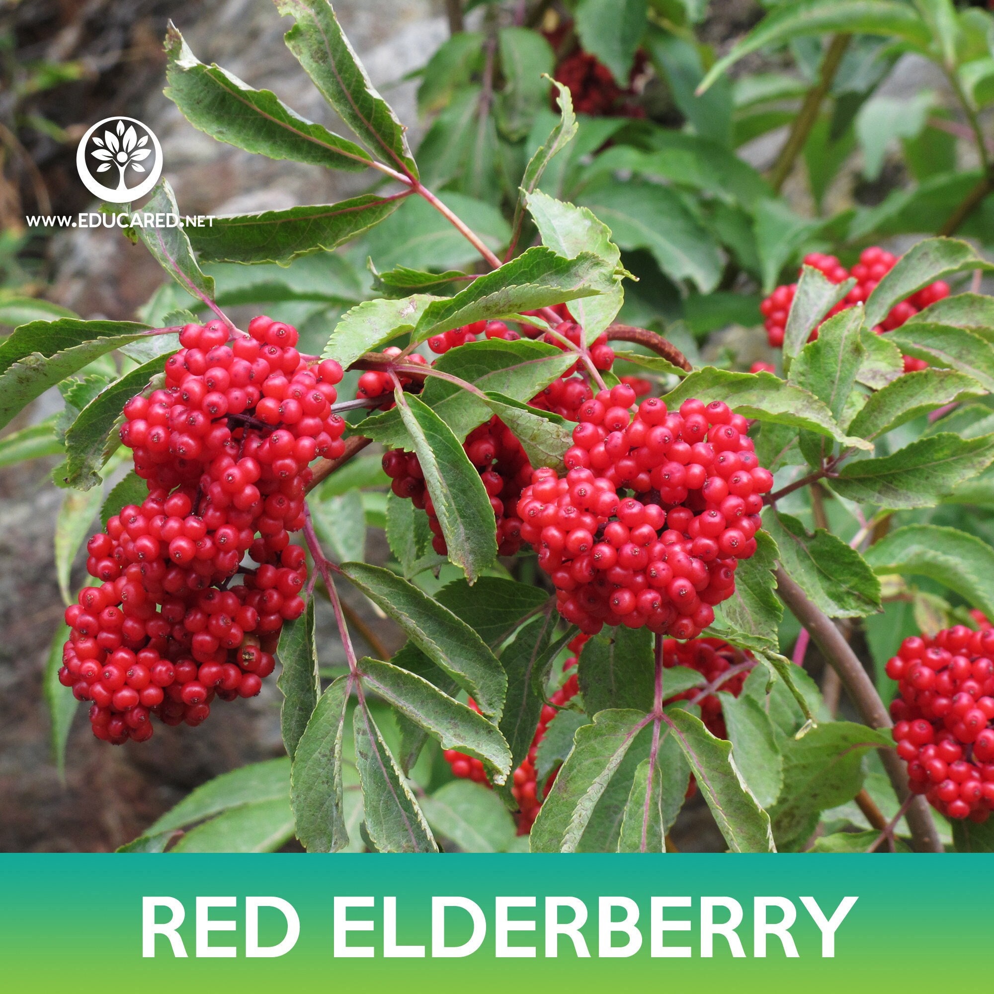 Red Elderberry Seeds - Etsy