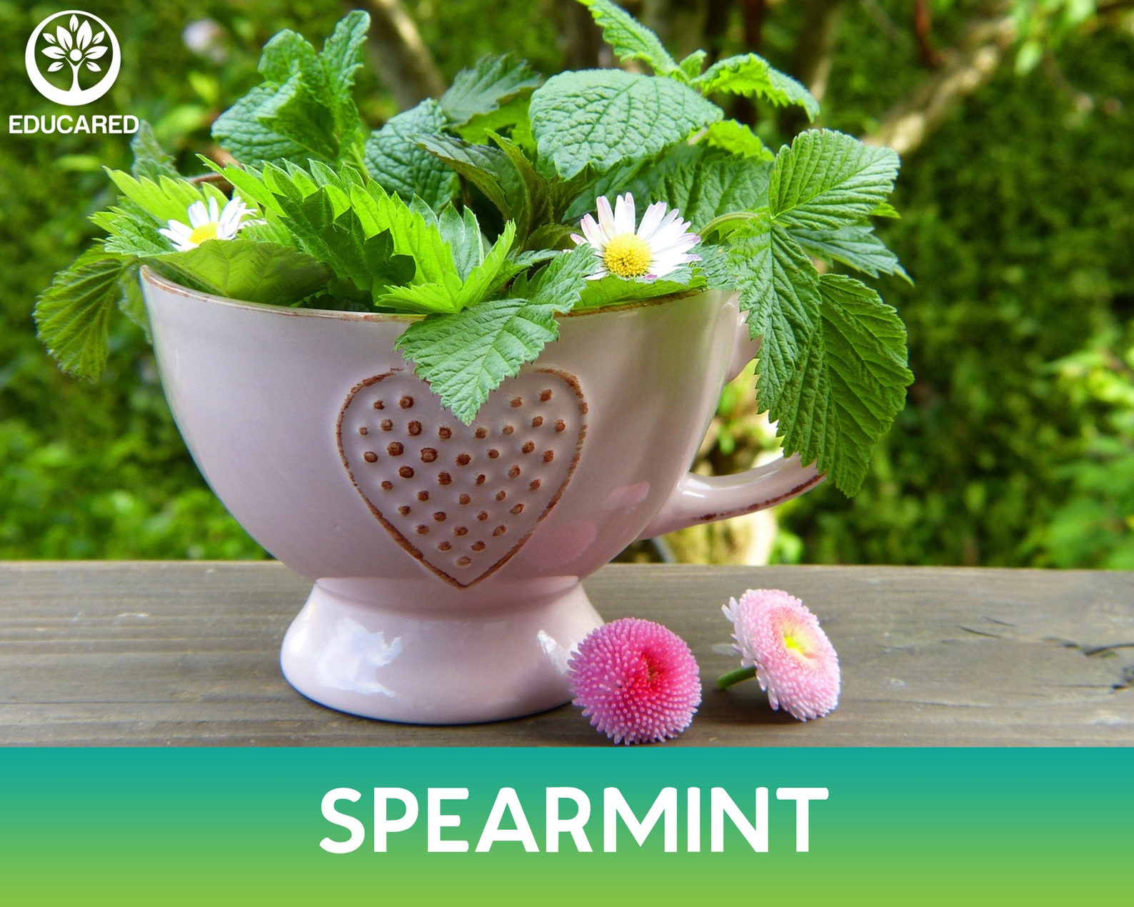 spear mint seeds spear mint seeds