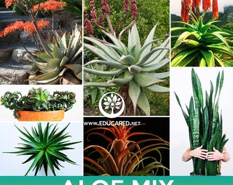 Semillas mixtas de suculentas de aloe