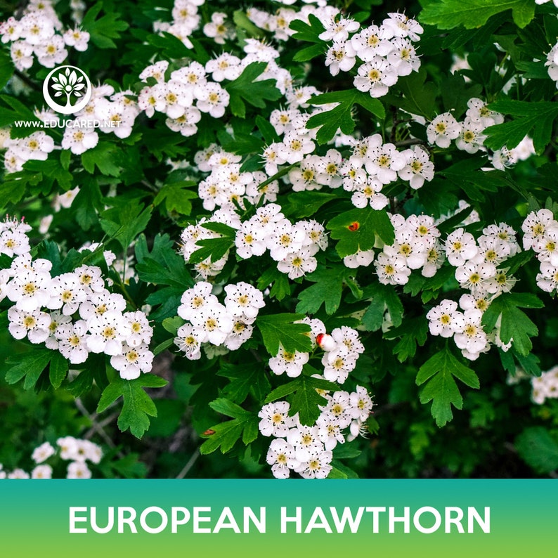 May include: A close-up of a European Hawthorn bush with white flowers in full bloom. The flowers have a delicate, five-petaled structure and are clustered together in abundance. The green leaves provide a vibrant backdrop for the blossoms.