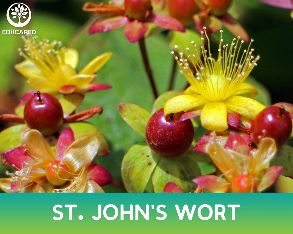 St. John's Wort Organic Seed Hypericum Perforatum Etsy