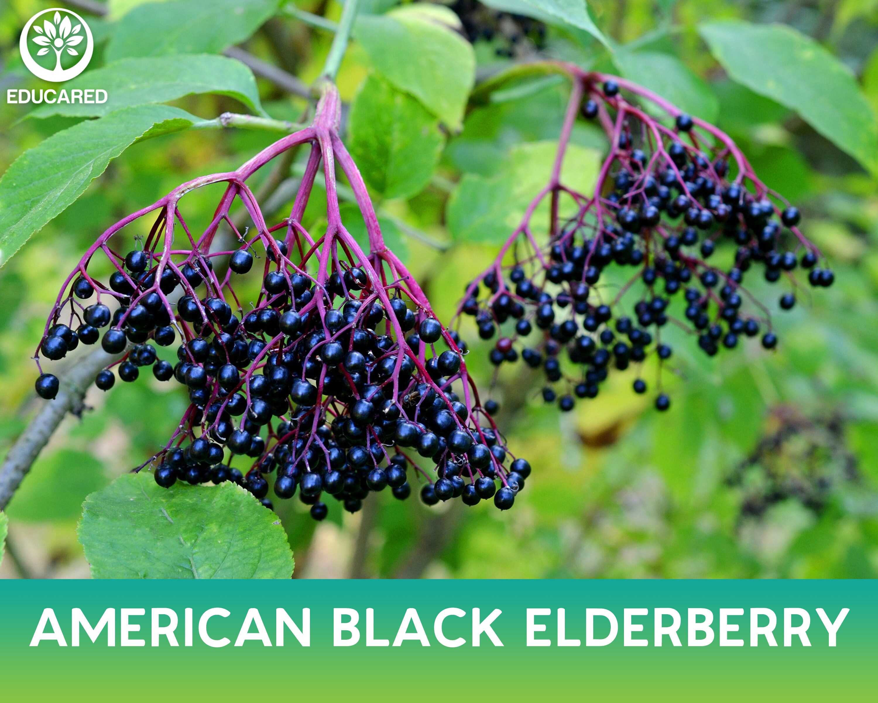 500 Sambucus Canadesis American Elderberry Seeds Heirloom Non-GMO Black Elderberry Plant Seeds 