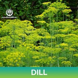 May include: A close-up view of a field of dill plants with green stems and yellow flowers. The plants are growing in a garden setting. The text "DILL" is displayed at the bottom of the image.
