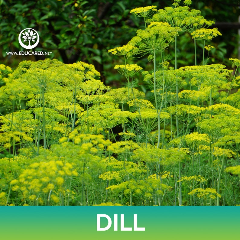 May include: A close-up view of a field of dill plants with green stems and yellow flowers. The plants are growing in a garden setting. The text "DILL" is displayed at the bottom of the image.