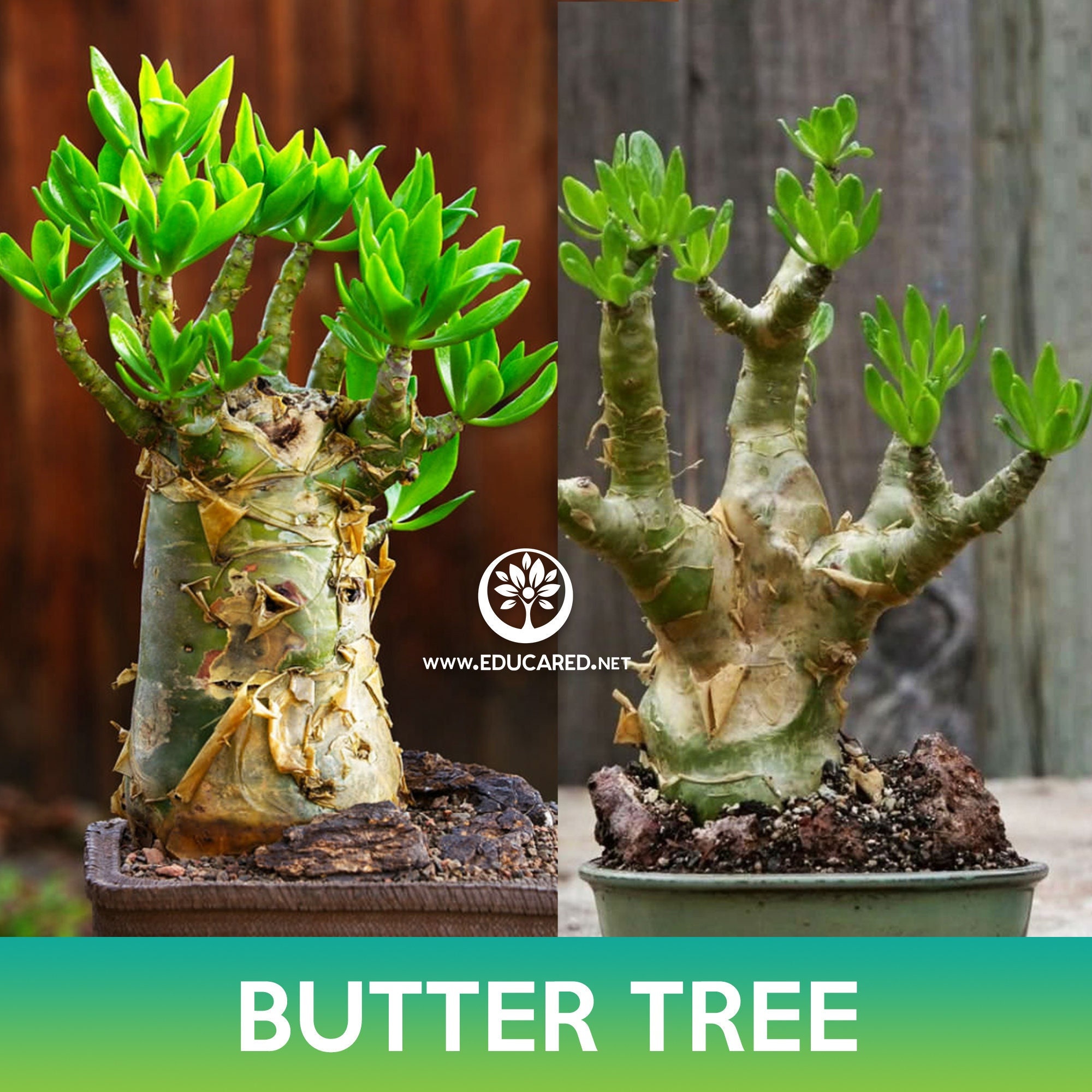 Pachypodium Gracilius - Etsy Pachypodium Gracilius - Etsy