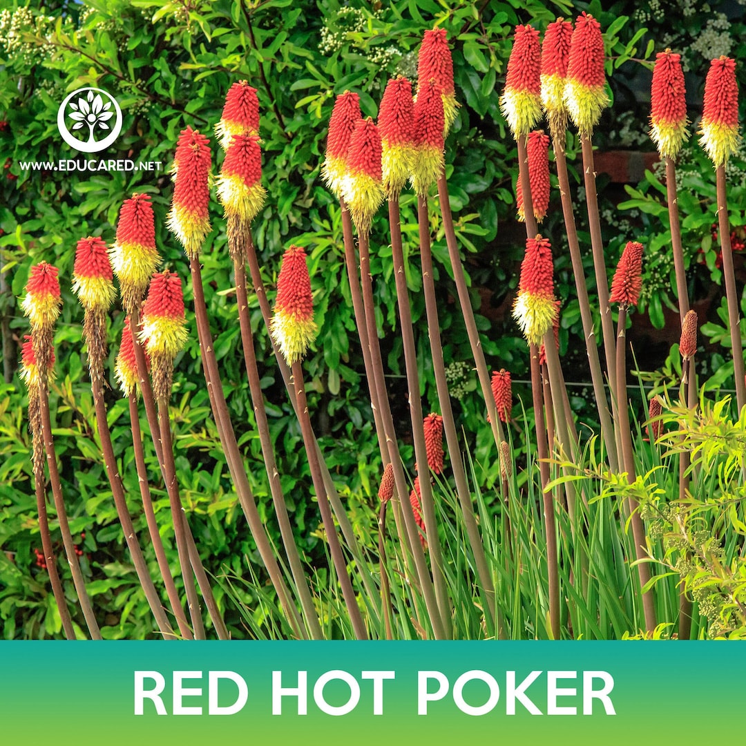 Mesmerizing Red Hot Poker Seeds Capture for Mobile Mesmerizing Red Hot Poker Seeds Capture for Mobile