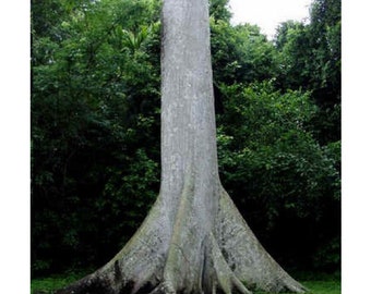 Silk Cotton Tree Etsy