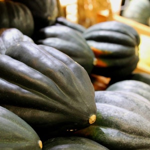 Peut inclure: Gros plan sur un groupe de courges d'acorne vert foncé. Les courges sont disposées en pile, certaines se chevauchant. Les courges ont une texture lisse et légèrement bosselée.