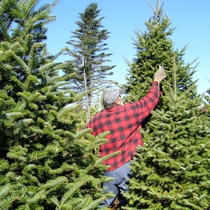Balsam Fir Tree Seeds Pack - Abies balsamea Tree Seeds