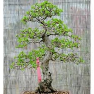 Turkzaninov's Hornbeam Tree Seeds Pack - Carpinus Turczaninowii Seeds