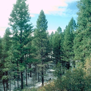 Douglas Fir Tree Seeds Pack - Pseudotsuga menziesii Tree Seeds