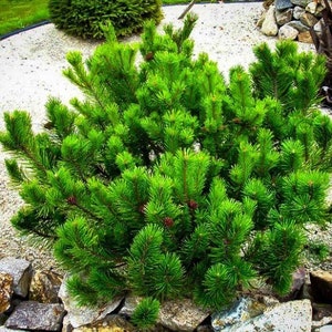 Dwarf Mugo Pine Tree Seeds Pack Pinus mugo pumilio Tree Seeds image 1