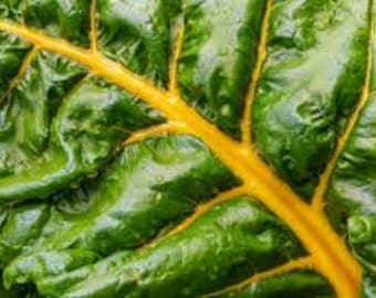 Op de afbeelding: Close-up van een groen blad met een prominente gele ader die door het midden loopt.