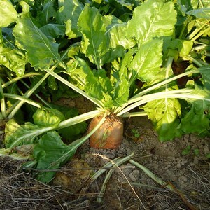 Peut inclure: Gros plan sur une grosse betterave brune poussant dans un champ. La betterave est entourée de feuilles vertes.