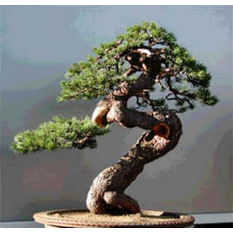 Dwarf Mugo Pine Tree Seeds Pack Pinus mugo pumilio Tree Seeds image 3