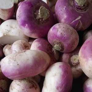 Paquet de graines de navet blanc Purple Top - Graines de légumes de Brassica napus rapifera