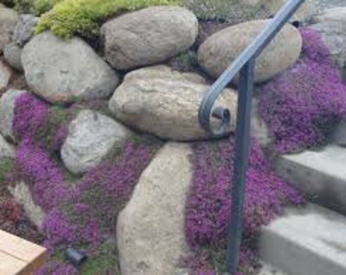 Creeping Thyme Herb Seed Pack Thymus Serpyllum Etsy Canada