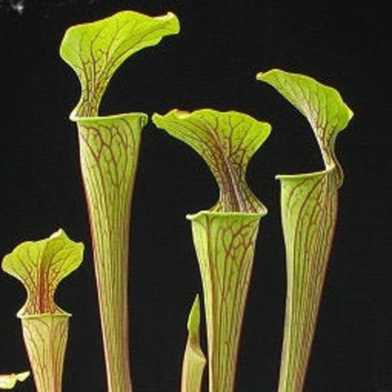Green Pitcher Plant Seeds Pack of 5 10 or 25 Seeds Etsy