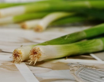 Southport White Globe Onion Seed Pack - bunching Onion heirloom Vegetable seeds