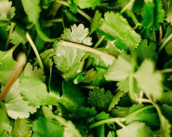 Cilantro Seed Pack - Coriander herb seed pack
