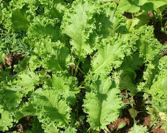 Southern Giant Curled Mustard  Seed Pack - Mustard Greens seeds -  Heirloom seeds