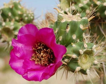 Cylindropuntia imbricata Seeds - Rustic Cactus Houseplant Seeds