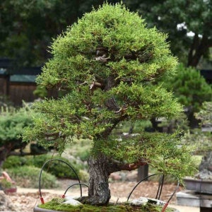 Monterey Cypress Tree Seeds Pack - Cupressus macrocarpa Tree Seeds