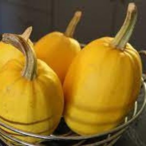 Peut inclure: Quatre courges spaghetti jaunes dans un panier en fil métallique argenté. Les courges sont de forme ovale avec une longue tige.