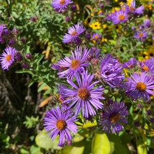 May include: A close-up shot of purple aster flowers with yellow centres, set against green foliage and other yellow flowers. A bee is seen gathering nectar. The image depicts a sunny, natural scene.