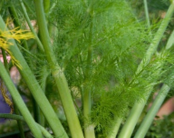Op de afbeelding: Een close-up van een venkelknol met groene bladeren die van boven groeien. De knol is wit en heeft een licht ruwe textuur.