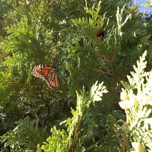 May include: Several monarch butterflies with orange and black wings are perched on a green cedar tree.