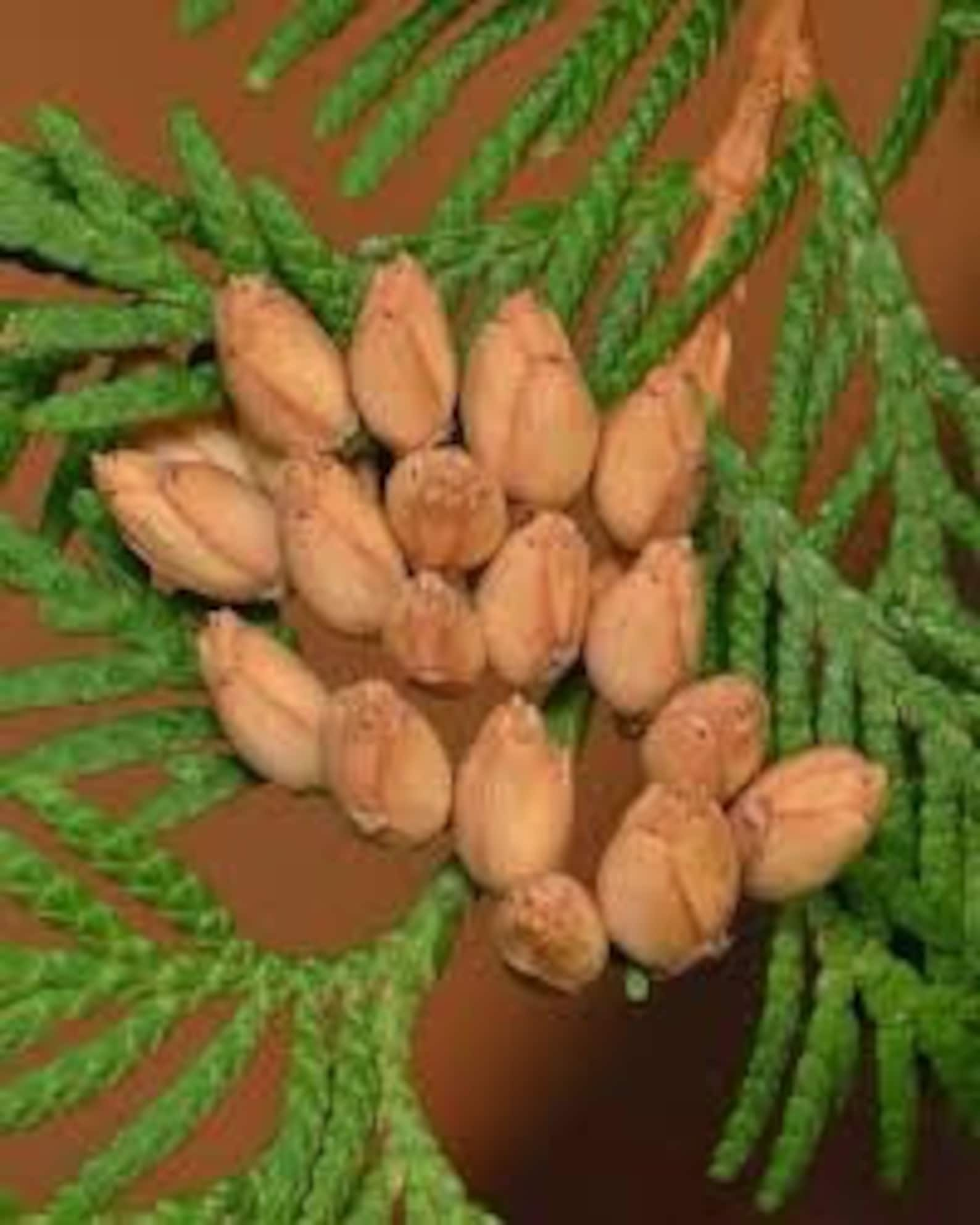 Eastern White Cedar Tree Seeds Pack Thuja Occidentalis Seeds Etsy