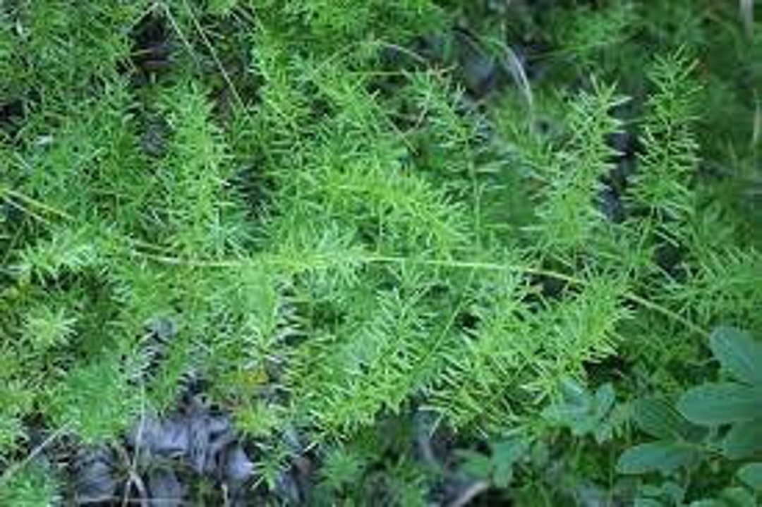 Springery Asparagus Sprengeri Seed Pack - Ornamental Sprenger's Asparagus or ...