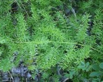 May include: A close-up of a green, leafy plant with thin, delicate stems. The plant has a fern-like appearance and is growing in a natural setting.