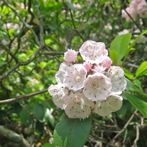 Mountain Laurel Tree Seeds Pack - Kalmia latifolia Seeds