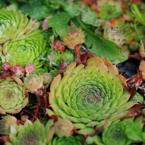 Hens and Chicks Mixed Succulent Seed Pack - Sempervivum species mix