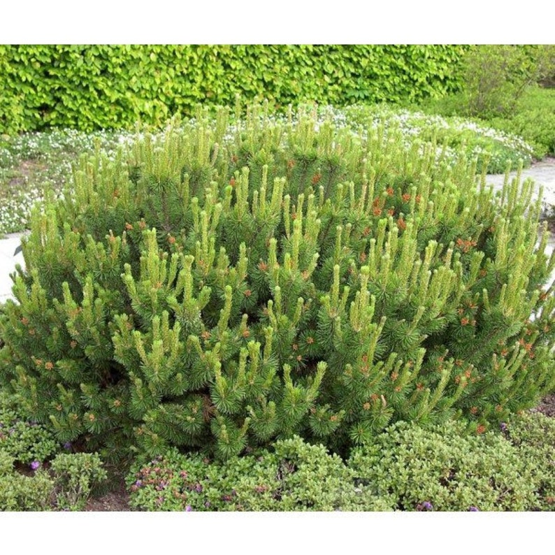 Dwarf Mugo Pine Tree Seeds Pack Pinus mugo pumilio Tree Seeds image 2