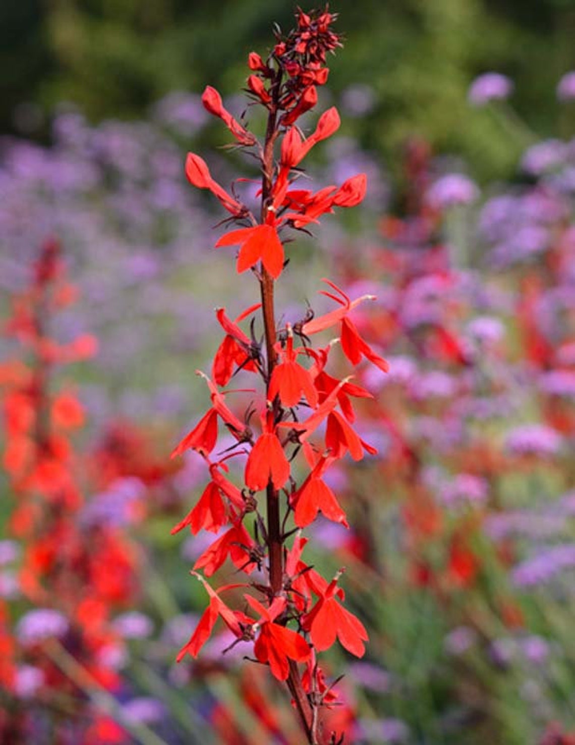 Cardinal Flower Seed Pack Lobelia Cardinalis flower seeds | Etsy