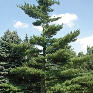 White Pine Tree Seeds Pack - Pinus strobus Tree Seeds