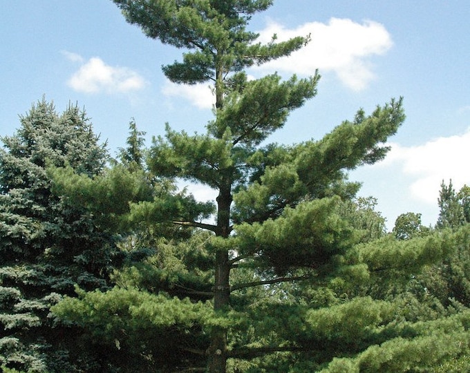 White Pine Tree Seeds Pack Pinus Strobus Tree Seeds Etsy Canada