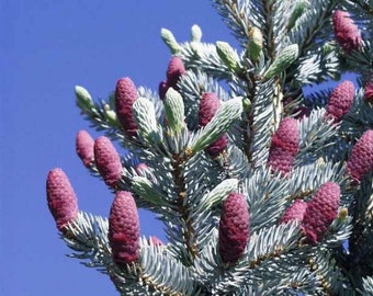 Colorado Blue Spruce Tree Seeds Pack - Picea pungens Tree Seeds